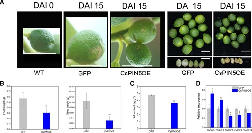 Transient OE of CsPIN5 in Hongkong kumquat fruits. A) Transiently overexpressing CsPIN5 in young Hongkong kumquat fruits. Smaller fruits and poorly developed seeds in CsPINOE fruits compared with GFP fruits. Scale bar, 1 cm. B) The fruit and seed weight in CsPIN5OE and GFP fruits. n = 17. Values are the means ± Se. C) The content of IAA in the GFP and CsPIN5OE lines. D) Relative expression of genes. Values are the means ± Se of 3 biological replicates in C, D), and asterisks indicate statistical significance in (B to D) determined by Student's t-test: **P < 0.01, *P < 0.05 compared with GFP fruits.
