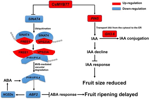 A proposed mode of CsMYB77 regulating fruit ripening and fruit size in citrus. The transcription level of SINAT4 is significantly inhibited after stable genetic transformation of CsMYB77 in vivo. As a result, a series of protein interaction reactions are affected. Specifically, the protein contents of FREE1 and VPS23A increase and the abundance of PYR1 and PYR1-LIKE4 (PYL4) decreases, which further weakens the expression levels of ABF2 and NCEDs mediating ABA synthesis, and eventually leads to late maturity of the fruits. Meanwhile, the expression level of PIN5 is significantly upregulated enabling more polar transport of IAA to the ER and upregulation of GH3.6 transcription, which reduces the content of free IAA and auxin signal transduction in fruit cells. OE of CsMYB77 ultimately leads to smaller fruits.