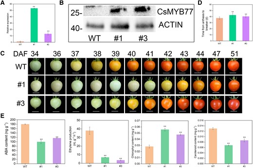 OE of CsMYB77 delayed fruit ripening in transgenic tomato lines. A) Relative expression of CsMYB77 in 2 independent OE lines and WT lines by RT-qPCR. B) Western blot analysis of fruit samples was conducted to detect the presence of the CsMYB77 protein (28.05 kDa), using a gene-specific antibody, comparing it between the WT and stable transgenic lines (#1 and #3). C) Representative phenotypes of fruit ripening in OE and WT plants at different days. Images were digitally extracted for comparison. Scale bar, 1 cm; WT (n = 16), #1 (n = 24), and #3 (n = 19) were marked at 0 DAF. D) Days from anthesis to the BR stage in WT, and OE fruits. WT (n = 16), #1 (n = 24), and #3 (n = 19) were analyzed. Values are the means ± Se. E) Ethylene production, the content of carotenoids, chlorophyll and ABA in WT and OE fruits at BR stage. Values are the means ± Se of 3 biological replicates in A) and E), and asterisks indicate statistical significance in A), D), and E) determined by Student's t-test: **P < 0.01 compared with WT plants.