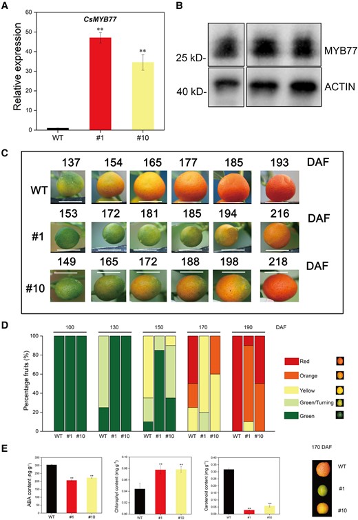 OE of CsMYB77 significantly delayed fruit ripening in transgenic Hongkong kumquat lines. A) Relative expression of CsMYB77 in WT and stable transgenic lines (#1 and #10) determined by RT-qPCR in ripening fruits at 170 DAF. CsActin was used as an internal reference. B) Western blotting of ripening fruits was used to detect CsMYB77 protein (28.05 kDa) by the use of a gene-specific antibody between WT and stable transgenic lines (#1 and #10) at 170 DAF. Actin is a universal plant-specific antibody (42 kDa). C) Dynamic color images of fruits of each line at different developmental stages. Representative pictures of a single fruit were obtained, a total of 20 fruits were marked at 0 DAF. Scale bar, 1 cm. D) Percentage of fruit of each color for each line in the same day, n = 20. E) Measurement of ABA, chlorophyll, and carotenoids. Values are the means ± Se of 3 biological replicates in A) and E), and asterisks indicate statistical significance determined by Student's t-test: **P < 0.01 compared with WT plants.