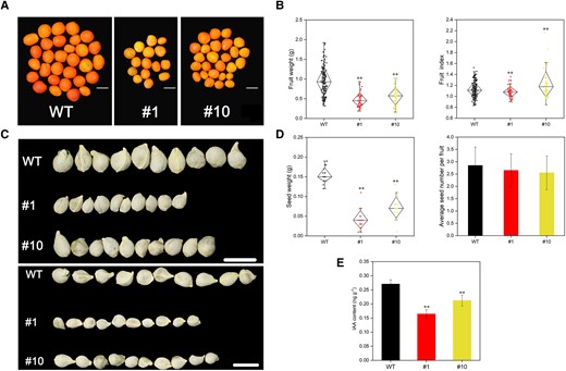 OE of CsMYB77 significantly reduced fruit size in transgenic Hongkong kumquat lines. A) Fruit size phenotype of WT, #1, and #10 lines at 220 DAF. Scale bar, 1 cm. Images were digitally extracted for comparison. B) Fruit weight and fruit index. WT (n = 192), #1 (n = 62), and #3 (n = 59); scale bar, 1 cm. Values are the means ± Sd. Images were digitally extracted for comparison. The number of plots (independent samples) was indicated above the boxes. Center line, median; box limits, upper and lower quartiles; whiskers, 1.5× interquartile range; points, outliers. C) Seed phenotypes in WT, #1, and #10 lines. Scale bar, 1 cm. Images were digitally extracted for comparison. Representative pictures of a single seed for each line from 20 fruits, where 2 rows from the same groups showed the seed size differences compared with WT. D) Seed weight and average seed number per fruit, n = 20. Values are the means ± Se. The number of plots (independent samples) was indicated above the boxes. Center line, median; box limits, upper and lower quartiles; whiskers, 1.5× interquartile range; points, outliers. E) Measurement of IAA in WT, #1, and #10 lines. Values are the means ± Se of 3 biological replicates in E), and asterisks indicate statistical significance in B), D), and E) determined by Student's t-test: **P < 0.01 compared with WT plants.