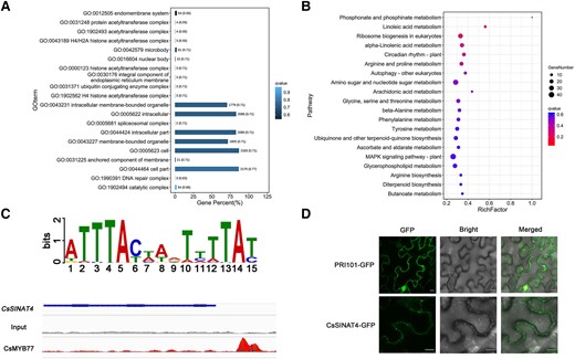 DAP-seq analysis of CsMYB77 and subcellular localization analysis of CsSINAT4. A, B) Gene ontology A) and Kyoto Encyclopedia of Genes and Genomes results B) for CsMYB77-binding genes. C) The binding motif of CsMYB77 and INTEGRATIVE GENOMICS VIEWER (IGV) image of CsMYB77 binding to CsSINAT4. D) Subcellular localization of CsSINAT4. Scale bars, 10 μm.