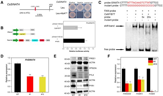 CsMYB77 negatively regulated CsSINAT4 to modulate the protein and transcript levels of related genes in both Hongkong kumquat and tomato fruits. A) Y1H analysis of CsMYB77 directly targeting the CsSINAT4 promoter fragment. The prey vector, CsMYB77-pGADT7; the bait vector, SINAT4-pAbAi. Positive control, pGADT-Rec2-53; negative control, pGADT7 + SINAT4-pAbAi. B) Dual-luciferase system for the detection of CsMYB77 targeting CsSINAT4. LUC, firefly luciferase activity; REN, Renilla luciferase. C) EMSA showing the binding of CsMYB77 to CsSINAT4. “+,” presence; “−,” absence; 5- and 20-fold excesses of nonlabeled probes and mutant probes were used for competitor. D) Relative expression of SINAT4 in Hongkong kumquat lines. E) Western blot of FREE1 (63 kDa), VPS23A (45 kDa), PYL4 (28 kDa), PYR1 (28 kDa), and Actin (42 kDa) in Hongkong kumquat. F) Relative expression of NCED2, ABF2, ABI5, in Hongkong kumquat lines. Values are the means ± Se of 3 biological replicates in B), D), and F), and asterisks indicate statistical significance determined by Student's t-test: **P < 0.01 compared with WT plants.