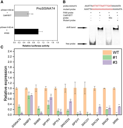 CsMYB77 negatively regulated SlSINAT4 to inhibit genes related to ripening. A) Dual-luciferase system for the detection of CsMYB77 targeting SlSINAT4. B) The binding of CsMYB77 to SlSINAT4 using EMSA. C) Relative expression of genes at BR stage in tomato. Values are the means ± Se of 3 biological replicates in A) and C), and asterisks indicate statistical significance determined by Student's t-test: **P < 0.01, *P < 0.05 compared with WT plants.