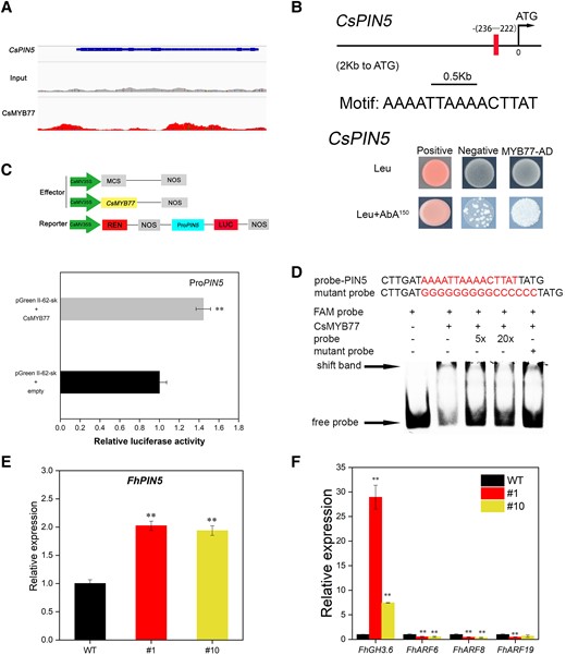 CsMYB77 positively regulated CsPIN5 to modulate the expression levels of auxin-signaling-related genes in Hongkong kumquat fruits. A) IGV image of CsMYB77 binding to CsPIN5. B) Y1H analysis of CsMYB77 directly targeting the CsPIN5 promoter fragment. C) Dual-luciferase system for the detection of CsMYB77 targeting CsPIN5. D) EMSA showing CsMYB77 the binding of CsMB77 to CsPIN5. E, F) Relative expression levels of PIN5, GH3.6, ARF6, ARF8, and ARF19 in Hongkong kumquat line fruits. Values are the means ± Se of 3 biological replicates in C), E), and F), and asterisks indicate statistical significance determined by Student's t-test: **P < 0.01 compared with WT plants.