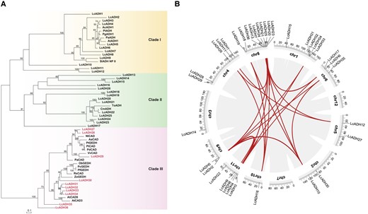 Classification of the LcADH family in Litsea cubeba. A) Maximum-likelihood tree of ADH protein sequences, including LcADHs (Supplemental Table S1) and other geraniol dehydrogenases (Supplemental Table S2). Characterized LcADHs for citral biosynthesis are indicated in clade III. B) Schematic representations of the interchromosomal relationships among LcADHs. Gray lines show synteny blocks in the L. cubeba genome; duplicated ADH gene pairs are connected by red lines.