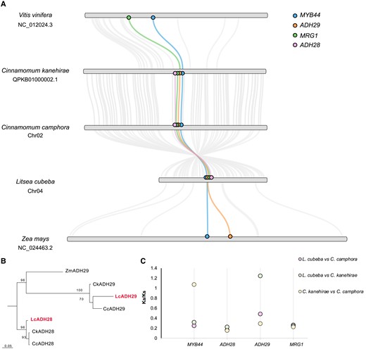 Evolutionary history of the citral biosynthetic gene cluster (CGC) in Lauraceae. A) Comparison of the CGCs from Litsea cubeba, Cinnamomum camphora, Cinnamomum kanehirae, Zea mays, and Vitis vinifera. Orthologous genes were identified by collinearity analysis and BLAST analysis between each set of 2 species. Orthologous genes are connected by gray lines. B) Maximum-likelihood tree of orthologous ADH28 and ADH29 genes in Lauraceae. C) Pairwise Ka/Ks analysis between L. cubeba, C. camphora, and C. kanehirae for the CGC.