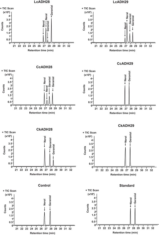 LcADHs catalyze citral biosynthesis in vitro. Identification of the enzymatic products after incubating recombinant LcADH28, LcADH29, CcADH28, CcADH29, CkADH28, and CkADH29 proteins with geraniol and nerol. Empty vector with geraniol and nerol served as controls. Recombinant enzymes were expressed in Escherichia coli (Supplemental Fig. S4). Volatile terpenes were further analyzed by gas chromatography–mass spectrometry (GC–MS) and compared with authentic standards as previously described (Si et al. 2012; Zhao et al. 2023b).