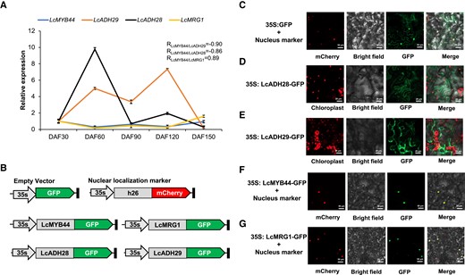 Gene expression patterns and potential roles of the citral biosynthetic gene cluster (CGC). A) The expression profiles of LcMYB44, LcADH28, LcMRG1, and LcADH29. Data are presented as means ± Sd of 3 replicates. The Litsea cubeba ubiquitin-conjugating enzyme (UBC) gene served as the internal control (Lin et al. 2013). DAF, days after full bloom. B) to G) Subcellular localization of LcMYB44, LcADH28, LcMRG1, and LcADH29 in Nicotiana benthamiana leaf cells.