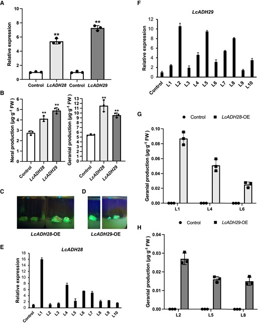LcADHs catalyze citral biosynthesis in vivo. A) Transient overexpression of LcADH28 and LcADH29 in Litsea cubeba leaves (Wang et al. 2022a). After infiltration, the plants were grown for 2 d and the expression levels of LcADH28 and LcADH29 were confirmed. B) The overexpression of LcADH28 and LcADH29 significantly increased the concentration of citral. Gas chromatography–mass spectrometry (GC–MS) analysis was performed as previously described (Si et al. 2012; Zhao et al. 2023a). C) Phenotypes of LcADH28 in transgenic mountain pepper lines. D) Phenotypes of LcADH29 in transgenic mountain pepper lines. E) The expression levels of LcADH28 in transgenic L. cubeba lines. F) The expression levels of LcADH29 in transgenic L. cubeba lines. G) and H) Citral contents in transgenic L. cubeba calluses. All data are presented as means ± Sd of 3 replicates (**P < 0.01).