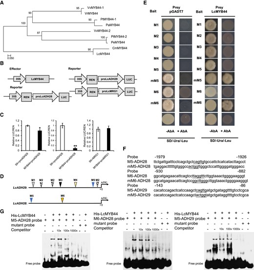 LcMYB44 binds to the promoters of LcADH28 and LcADH29 and represses their expression. A) Maximum-likelihood tree of MYB44 protein sequences, including LcMYB44 (Supplemental Table S2). B) The MYB recognition elements (MREs) in the citral biosynthetic gene cluster (CGC). C) Dual-luciferase (dual-LUC) reporter assay. Schematic diagrams of the effector (pGreenII 62-SK-LcMYB44) and reporter (35S:REN-proLcADH28-LUC, 35S:REN-proLcADH29-LUC, 35S:REN-proLcMRG1-LUC) constructs used in the assay. Relative luciferase (LUC) activity was normalized to the activity of the reference Renilla (REN) luciferase. LcMYB44 significantly inhibited LcADH28 and LcADH29 expression compared with the control. Data are presented as means ± Sd of 3 replicates (*P < 0.05, **P < 0.01). D) and E) LcMYB44 binds to the M5 (CAGTTG) and M6 (TTAGGTTT) regions of the LcADH28 and LcADH29 promoters, based on the yeast one-hybrid (Y1H) assays. Three repeats of MREs were used as baits (pAbAi-3 × MRE). Yeast cells co-expressing pGADT7-LcMYB44 and pAbAi-3 × MRE were cultured for 2 d at 30 °C in selective medium (SD/-Trp/-Ura) containing 400 ng mL−1 AbA. F) Probes: M5 and M6 LcADH28 and LcADH29 promoter regions. G) Interactions between LcMYB44 and the promoters of LcADH28 and LcADH29. The His-LcMYB44 fusion protein and the labeled probe were used. Lanes 1 to 5 contained M5 or M6 probes, and lanes 6 and 7 contained mutant probes. Unlabeled probe was used as a competitor.