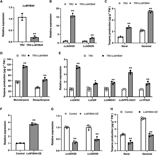 Silencing LcMYB44 using virus-induced gene silencing (VIGS) increases the contents of citral and those of other terpenes in Litsea cubeba. A) The relative expression levels of LcMYB44 as determined by RT-qPCR. B) The relative expression levels of LcADH28 and LcADH29.C) The relative contents of citral in control plants (TRV) and VIGS plants (TRV-LcMYB44). D) The relative contents of terpenes in control plants (TRV) and VIGS plants (TRV-LcMYB44). E) The relative expression levels of LcDXR, LcDXS4, LcHMGS1, LcGPPS.SSU1, and LcTPS42 as determined by RT-qPCR. F) Transient overexpression of LcMYB44 in L. cubeba leaves. The relative expression levels of LcMYB44 as determined by RT-qPCR. G) The relative expression levels of LcADH28 and LcADH29 as determined by RT-qPCR. H) The overexpression of LcMYB44 significantly decreased the concentration of citral. Data are presented as means ± Sd from 3 biological replicates. Asterisks indicate significant differences between the compared lines under the same growth conditions (*P < 0.01; **P < 0.01).