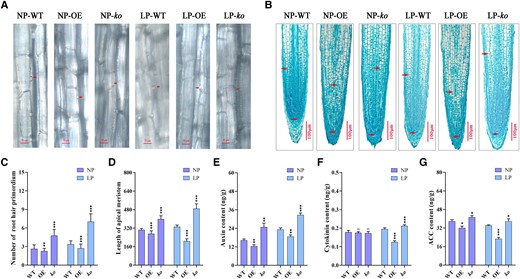 The influences of GmRR1 in root hair primordium, root meristem size, and the content of some phytohormones in root under normal P and low P conditions. A) Root hair primordium initiation in WT, OE, and ko soybean. Scale bars, 50 µm. Arrowhead represents a site of the root hair primordium. B) Root meristem size was expressed from the quiescent center (arrowheads) to the first elongated cortex cell (arrowheads). Scale bars, 100 µm. C) The number of root hair primordium per 100 µm of the lateral root (n ≥ 20). D) The root meristem length in WT, OE, and ko soybean hairy roots (n ≥ 20). E–G) Levels of auxin (E), cytokinin (F), and ACC (G) in the root of GmRR1 overexpression soybean and knockout mutants under normal P and low P conditions (n = 9). NP, normal P condition; LP, low P condition; OE, transgenic plants overexpressing GmRR1; ko, GmRR1 knockout mutants; Significant differences according to two-sided t test (*P < 0.05; **P < 0.01; ***P < 0.001). Data are means ± standard error of the mean (n = 9).