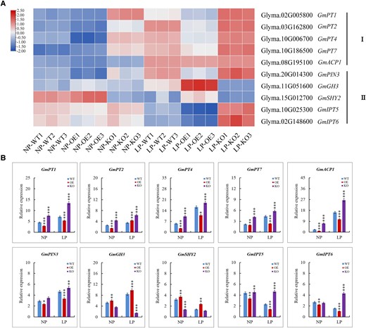Comparative expression analysis of genes with diverse functions in P efficiency or auxin and cytokinin biosynthesis. A) Expression analysis of the genes in transcriptome data. I, genes related to phosphorus efficiency; II, genes related to auxin and cytokinin biosynthesis. The FPKM values were displayed for gene expression levels and were Log2 normalized to depict the heatmap. The color in each cell represents the value of the Log2 fold change. B) Validation of the gene expression analysis obtained by transcriptome data with RT-qPCR. Significant differences according to two-sided t-test (*P < 0.05; **P < 0.01; ***P < 0.001). Data are means ± standard error of the mean (n = 3). NP, normal P condition; LP, low P condition.