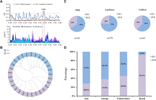 Stepwise selection on GmRR1 during soybean evolution. A)Fst and π in the wild soybeans, landraces, and improved cultivars spanning the promoter and genome regions of GmRR1 using the 934 panels across the world including 141wild soybeans, 370 landraces, and 423 improved cultivars. B) The 29 haplotypes were identified in the 934 panels and grouped into two major groups. C) Haplotype frequencies of GmRR1 in the 934 panels including 141 wild soybeans, 370 landraces, and 423 improved cultivars. D) The distribution percentages of haplotypes (H-I and H-II) across different regions.