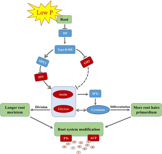 Proposed model of the type-B RR in regulating the response of plant roots to low P stress in soybean. The antagonism of auxin and cytokinin in roots maintains the balance of cell division and cell differentiation of roots. When suffering low P stress, expression of HP and type-B RR are downregulated. On the one hand, it can inhibit the activation of SHY2 (a repressor of auxin signaling that can negatively regulates the PIN gene), promote the accumulation of auxin and ethylene, hinder the transcription of IPTs, and reduce the synthesis of cytokinin. On the other hand, it can also promote the transcription of GH3, mediating auxin degradation. These hormones may reach new relative levels, facilitate root elongation and root hair differentiation, promote the transcription of PT and ACP genes, and ultimately increase P absorption in response to low P stress. HP, histidine-containing phosphotransmitter protein; Type-B-RR, type-B response regulator; SHY2, SHORT HYPOCOTYL 2; GH3, GRETCHEN HAGEN 3; PIN, auxin efflux carrier protein; IPTs, isopentenyltransferases; PTs, phosphorus transporters; ACP, acid phosphatase; P, free phosphorus. The solid arrows and the solid blunt ended arrows represent the stimulation and inhibition effect on downstream gene or substances, respectively. The dashed blunt ended arrow represents the inhibition effect, which remains to be further experimentally confirmed.