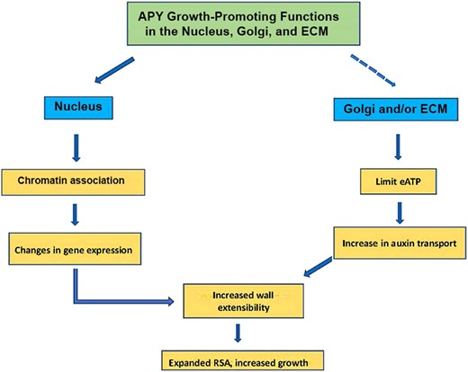 Summary of potential growth-related functions of apyrase (APY) in the nucleus, Golgi and the ECM. In Golgi, APY could also help to regulate glycosylation, and this, too, could impact growth. Current data indicate that in Arabidopsis some fraction of AtAPY1/2 is distributed in 1 or more of these subcellular compartments, but what cellular signals regulate this distribution is as yet unknown. Additionally, although a substantial portion of nuclear APY co-purifies with chromatin proteins, it is not yet known whether this is due to its association with other chromatin proteins or with DNA. RSA, root system architecture.