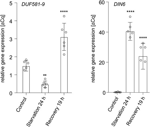 DUF581-9 expression is reduced under starvation conditions. Four-week-old Col-0 Arabidopsis plants grown in short day (8 h light/16 h dark) were subjected to 24 h darkness followed by 19 h recovery under normal light conditions. Whole rosettes were harvested and used for RNA extraction and subsequent cDNA synthesis followed by RT-qPCR. UBIQUITIN CONJUGATING ENZYME 9 (UBC9) was used as a reference gene. Each bar represents the mean of 5 to 6 biological replicates (indicated as single dots). Error bars indicate ±Sd, and asterisks mark statistically significant differences relative to the untreated control (1-way ANOVA analysis followed by Sidak’s multiple comparison test) **P < 0.01, ****P < 0.0001. The experiment was repeated twice with similar results.