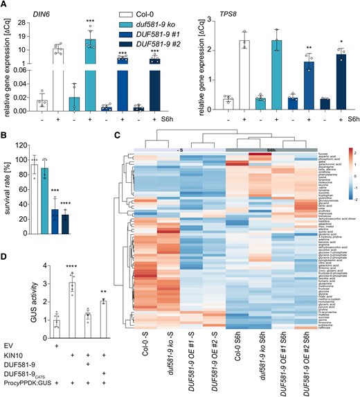 Ectopic overexpression of DUF581-9 inhibits SnRK1 signaling and decreases plant survival under starvation. A) Expression of SnRK1 marker gene DARK INDUCED 6 (DIN6) and TREHALOSE-PHOSPHATE SYNTHASE 8 (TPS8) in 4-wk-old plants exposed to 6 h darkness (S6h). UBC9 was used as reference gene. Each bar represents the mean of 4 to 6 biological replicates (indicated as single dots). Error bars indicate ±Sd, and asterisks mark statistically significant differences relative to Col-0 (1-way ANOVA analysis followed by Sidak’s multiple comparison test) *P < 0.05, **P < 0.01, ***P < 0.001. The experiment was repeated at least 3 times. B) Survival rate was determined in percentage after 10 d of dark-induced starvation and 7 d recovery of 3-wk-old Col-0, duf581-9 ko, and DUF581-9 OE plants. Bars represent mean of 4 pooled samples (5 biological replicates, respectively) ± Sd. Statistical analysis was carried out using 1-way ANOVA followed by Dunnett’s posttest. Significant differences against Col-0 ***P < 0.001, ****P < 0.0001. Three repetitions showed similar results. C) Gas chromatography-MS analysis of 4-wk-old Col-0, duf581 9 ko, and DUF581-9 OE plants (n = 6). Plants were grown in soil under short day conditions (8 h of light/16 h of dark), and rosettes were harvested either 6 h after the onset of light or after 6 h of darkness (30 min Zeitgeber time). Metabolite data represent absolute values during light and dark conditions. The log2 fold change scale is indicated above the heat map. A negative score, depicted in blue, represents decreased levels, while a positive score (red color) shows increased levels. The depth of the color corresponds to the magnitude of the change in levels. Rows are centered; unit variance scaling is applied to rows. Rows are clustered using correlation distance and average linkage. Columns are clustered using Euclidean distance and average linkage. For details, see Supplemental Table S1. The experiment was repeated twice with comparable results. D) Investigation of in vivo SnRK1 activity in a protoplast transactivation assay based on the SnRK1 responsive promoter of cyPPDK2 fused to the GUS reporter gene. The ProcyPPDK::GUS reporter construct was coexpressed with CaMV35S-driven KIN10 or DUF581-9/DUF581-9C47S effector constructs, respectively. Bars represent mean of GUS activity ± Sd (n = 3 to 6). Asterisks mark statistically significant differences relative to the EV control (1-way ANOVA analysis followed by Dunnett’s multiple comparison test) **** = P < 0.0001; **P < 0.01. The experiment was carried out twice with comparable results.