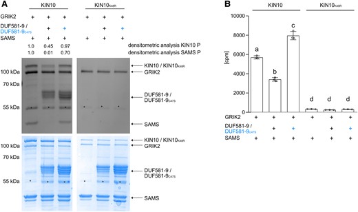 DUF581-9 inhibits KIN10 kinase activity in vitro. Analyses of KIN10 kinase activity in vitro using recombinant MBP-tagged full length GRIK2, KIN10, KIN10K48R, DUF581-9, DUF581-9C47S, and the generic KIN10 substrate SAMS. Protein phosphorylation was visualized by A) ProQ Diamond Phosphostain including densitometric analysis of KIN10 and SAMS phosphorylation levels, as well as the respective Coomassie stained protein loading control. Asterisks indicate an unspecific protein band. Experiment was carried out at least 3 times with similar results. B) In vitro kinase assay using 32P-γATP was performed with MBP-tagged recombinant proteins. Catalytically inactive MBP-KIN10K48R served as a negative control. Bars represent mean of 3 measurements ± Sd, and letters mark statistically significant differences relative to the control without DUF581-9 or DUF581-9C47S (1-way ANOVA analysis followed by Tukey’s multiple comparison test, P < 0.0001). Three repetitions showed similar results.