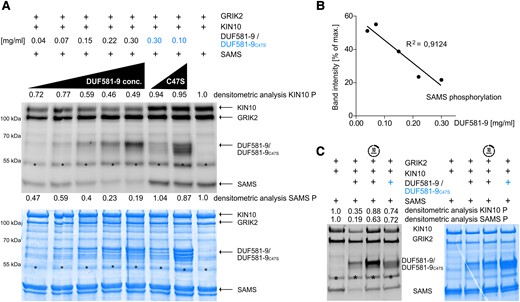 KIN10 inhibition by DUF581-9 is dose dependent. Assay of in vitro KIN10 kinase (full length) activity depending on DUF581-9 amount. Protein phosphorylation levels were visualized by A) ProQ Diamond Phosphostain and quantified by densitometric analysis of phosphorylated KIN10 and SAMS protein phosphorylation levels. One low and one high concentrations were used for the DUF581-9C47S negative control. As positive control served a kinase assay mixture containing GRIK2, KIN10 as well as its SAMS substrate (far right lane). B) Negative correlation of SAMS phosphorylation levels and DUF581-9 protein amounts. C) Kinase assay was performed as before, except that DUF581-9 was added to the mixture 10 min after all other components. Coomassie staining served as protein loading control. Asterisks indicate an unspecific protein band.