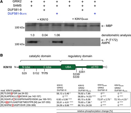 DUF581-9 interferes with KIN10 T175 T-loop phosphorylation. A) Western blot analysis of recombinant MBP-KIN10 (full length) kinase assay using an anti-MBP and anti-phospho-α-AMPK (T172) antibody specifically detecting phosphorylated KIN10 T175. Densitometric analysis mirrors the quantification of KIN10 T-loop phosphorylation. B) Mapping of KIN10 phosphorylation sites by LC-MS/MS. Schematic representation of robustly identified phosphorylation sites. Table indicates the relative changes in phosphorylation, calculated for different phosphorylation sites within the KIN10 polypeptide and compared with a positive control without DUF581-9 or DUF581-9C47S. Three technical replicates were measured and used for calculation. All experiments were carried out 3 times with similar results. Asterisks (*P < 0.05, ***P < 0.001, ****P < 0.0001) mark significant differences according to 1-way ANOVA analysis followed by Tukey’s multiple comparison test.