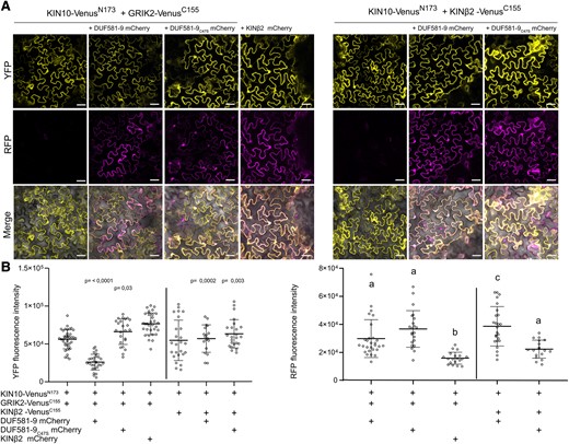 DUF581-9 weakens the interaction between KIN10 and GRIK2 in vivo. A) DUF581-9 mCherry disrupts the BiFC signal generated from the association of KIN10 VenusN173 and GRIK2-VenusC155 in planta. Proteins were transiently expressed in leaves of N. benthamiana using Agrobacterium infiltration. Yellow fluorescent protein (YFP) and red fluorescence (mCherry) was monitored by confocal microscopy 48 h post-infiltration. Upper panel shows the reconstituted YFP fluorescence in the absence or presence of a third partner. Middle panel shows mCherry fluorescence of DUF581-9 mCherry, DUF581-9C47S mCherry, or KINß2 mCherry. Lower panel shows the merge of YFP and mCherry fluorescence. The homomerization of KIN10-VenusN173 and KINß2-VenusC155 was used as control and is not negatively affected by DUF581-9 mCherry. The scale bar represents 20 µm. B) The fluorescence signal intensities of YFP and mCherry (effector) were determined along a line drawn on the confocal images using ImageJ software. Box plots represent the mean ± Sd of n = 18 to 38 individual cells for YFP fluorescence intensity and n = 17 to 28 cells for RFP fluorescence intensity (indicated as single dots). Statistically significant differences are shown as P-value between the samples against KIN10 VenusN173 and GRIK2-VenusC155 or against KIN10 VenusN173 and KINß2-VenusC155 control as determined by 1-way ANOVA followed by Dunnett’s multiple comparisons test. Regarding the RFP fluorescence signal, box plots represent the mean ± Sd, and letters above the bars represent a statistical significance determined by 1-way ANOVA (P < 0.05). The experiment was carried out twice with similar results.