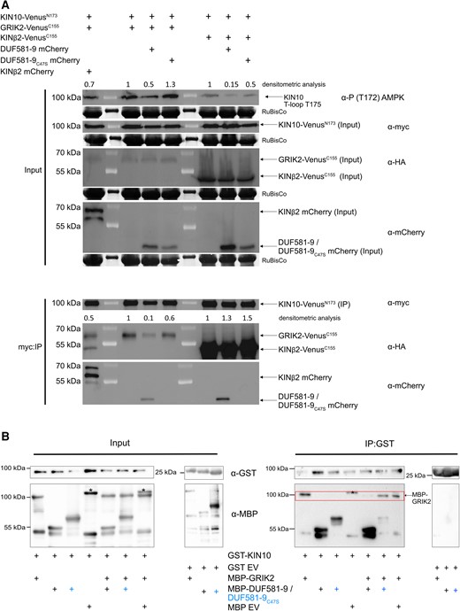 DUF581-9 interferes with KIN10/GRIK2 interaction in vivo and in vitro leading to diminished KIN10 T175 T-loop phosphorylation in vivo. A) Validation of KIN10 and GRIK2 interaction after KIN10 myc:IP (immunoprecipitation). Furthermore, KIN10 T-loop phosphorylation is weakened by DUF581-9 but not by KIN10-binding inefficient DUF581-9C47S protein. Proteins were transiently expressed in leaves of N. benthamiana using Agrobacterium infiltration. Samples were harvested 48 h post infiltration. Crude extract mirrors input signal of KIN10 (anti-myc), GRIK2 or KINß2 (anti-HA), and DUF581-9/DUF581-9C47S (anti-mCherry) protein. For KIN10 T-loop phosphorylation, immunoblot analysis was performed with anti-P T172 AMPK antibody. Densitometric analysis of anti-P T172 AMPK signal confirms the weaker KIN10 T-loop phosphorylation only in the presence of DUF581-9 protein. Pulldown of KIN10 protein was performed by anti-myc affinity matrix followed by immunoblot analysis using anti-myc, anti-HA, or anti-mCherry antibodies. Densitometric analysis of KIN10 VenusN173 and GRIK2-VenusC155 association confirms the weaker protein interaction of KIN10 and GRIK2 in the presence of DUF581-9. The homomerization of KIN10-VenusN173 and KINß2-VenusC155 was used as control and is not affected by DUF581-9 mCherry and DUF581-9C47S mCherry. B) Proteins were mixed as indicated, and KIN10-GST (full length) was pulled down from the mixture. Recombinant proteins were detected before (Input) and after (IP:GST) by immunoblotting using anti-MBP or anti-GST antibodies. Red box highlights GRIK2 MBP protein abundance after KIN10 IP:GST. The experiment was carried out at least twice with similar results. Asterisks indicate an unspecific protein band present in MBP empty vector control.