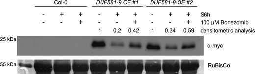 Ectopically expressed DUF581-9 is degraded under dark-induced starvation. Four-week-old Col 0 and DUF581-9 OE plants were subjected to 6 h darkness (S6h), whereas control plants were sampled during the light phase. Myc affinity trap was added to plant crude extract to enrich myc-tagged DUF581-9 protein followed by immunoblot analysis using an anti-myc antibody. Densitometric analysis reflects changes in protein levels between light-treated and dark-treated plants. The experiment was repeated 3 times with similar results.