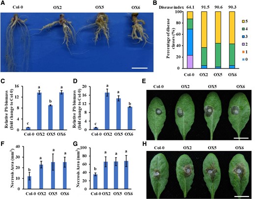 PbE3-2 overexpression plants are more susceptible to pathogens. A, B) Col-0 and PbE3-2 overexpression plants inoculated with P. brassicae for 21 d. Root phenotype of Col-0 and PbE3-2 overexpression plants inoculated with P. brassicaeA). Bar: 1 cm. Disease index of Col-0 and PbE3-2 overexpression plants inoculated with P. brassicaeB). Percentages of plants in the individual disease classes are shown. For transgenic lines and Col-0 plants, 35 to 40 plants were analyzed. The disease index for each sample is shown as a number above the respective histograms. The experiment was conducted with 3 independent replications with similar results. C, D) Quantification of P. brassicae content in diseased roots of Arabidopsis by qPCR, and the vertical coordinates indicate the multiplicity of Pb content in different lines relative to Col-0. The relative biomass of P. brassicae is represented by the content of the P. brassicae ACTIN gene relative to that of the Arabidopsis ACTIN2 gene C) and the content of the P. brassicae DC1 gene relative to that of the Arabidopsis GAPDH gene D). Relative Pb biomass is presented as the means ± Sdn = 3 biological replicates. Bar: 1 cm. Experiments were repeated 3 times with similar results. E, F) Col-0 and PbE3-2 overexpression plants were inoculated with B. cinerea; pictures were taken at 24 h postinoculation (hpi) E), and disease spot area data F) are presented as the means ± Sd (n = 10 biological replicates). Bar: 1 cm. Experiments were repeated twice with similar results. G, H) Col-0 and PbE3-2 overexpression plants were challenged with S. sclerotiorum, 30 hpi H) and disease spot area after inoculation of S. sclerotiorum in Col-0 and PbE3-2 overexpression plants G). Data are presented as the means ± Sd (n = 10 biological replicates). Bar: 1 cm. Experiments were repeated twice with similar results. Statistical tests used in C), D), F), and G) were 1-way ANOVA with Kruskal–Wallis test (significance set at P ≤ 0.05). Different letters (a, b, and c) indicate significant differences.