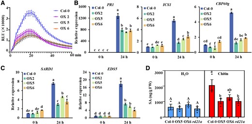 PbE3-2 suppresses plant immune response. A) Chitin-induced ROS burst is suppressed in PbE3-2 overexpression lines. The values represent means ± Se (n = 16 biological replicates). Experiments were repeated 3 times with similar results. B, C) Induction of the salicylate pathway genes was compromised in PbE3-2 overexpression lines. Leaves of 4-wk-old plants were infiltrated with 20-μg/mL chitin for 24 h. Data were normalized to ACTIN2 expression in qPCR analysis. Statistical analysis in B) and C) were performed by 1-way ANOVA with Kruskal–Wallis test (significance set at P ≤ 0.05). Different letters (a, b, c, d, and e) are significantly different. n = 3 biological replicates; data are shown as mean ± Sd. Experiments were repeated 3 times with similar results. D) Salicylic acid metabolite quantification of 24 h after hand infiltration with 20 μg/mL of chitin or H2O of 4-wk-old Arabidopsis leaves. Statistical analysis was performed by 1-way ANOVA with Kruskal–Wallis test (significance set at P ≤ 0.05). Different letters (a and b) indicate significant differences. n = 3 biological replicates; data are shown as mean ± Se.