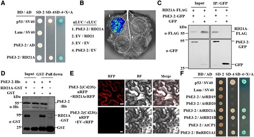 PbE3-2 interacts with A. thaliana cysteine protease RD21A. A) Y2H assays show that PbE3-2 interacts with RD21A. BD indicated pGBKT7 vector. BD indicates pGBKT7 vector. AD indicates pGADT7 vector. p53 + SV40 is a positive control, Lam + SV40 is a negative control. SD–Leu–Trp medium (SD-2) was used for screening clones harboring both plasmids and SD–Leu–Trp–His–Ade medium (SD-4) with/without X-a-Gal (X) and aureobasidin A (A) were used for verifying the interactions. B) Interaction between PbE3-2 and RD21A in split-LUC reconstitution assay. The constructs of N-terminal luciferase (nLUC) and C-terminal luciferase (cLUC) were coexpressed in N. benthamiana leaves. The combination containing the empty vector was used as a negative control. C) Co-IP confirmed that PbE3-2 interacts with RD21A in vivo. IP was performed with α-GFP agarose beads, followed by the detection of RD21 with α-FLAG antibody. Input and IP proteins were immunoblotted with α-FLAG and α-GFP antibodies. D) The direct interaction between PbE3-2 and RD21A was demonstrated by pull-down. Mixtures of PbE3-2-6 × His with GST-RD21A or GST were incubated with glutathione agarose beads for 3 h, and then the agarose beads were collected and washed 3 times and eluted. Immunoblotting of input and pull-down proteins was performed using α-His and α-GST antibodies. E) BiFC confirmed the interaction of PbE3-2 (C423S) and RD21A. PbE3-2 (C423S) is fused to the N-terminus of RFP; full-length RD21A is fused to the C-terminus of RFP. The corresponding GV3101 strains carrying the target plasmid are transiently expressed in the N. benthamiana and observed with a confocal laser-scanning microscope. Bars: 20 μm. Experiments were repeated twice with similar results. F) Y2H assays verified the specificity of PbE3-2 interaction with RD21A. PbE3-2 interacted with the Arabidopsis cysteine proteases AtRD21A (AT1G47128) and AtRD21B (AT5G43060) but not with the Arabidopsis cysteine proteases RESPONSIVE TO DEHYDRATION 19 (AtRD19) (AT4G39090) and AtCP1 (AT4G11310). PbE3-2 also did not interact with AtRD20 (AT2G33380). PbE3-2 interacted with RD21 homologs in B. napus (BnRD21A1 and BnaA08g04080D). Experiments in A), B), C), D), and F) were repeated 3 times with similar results.