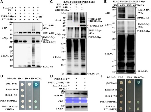 RD21A is a ubiquitinated substrate of PbE3-2 and is mediated by degradation through the 26S proteasome. A) PbE3-2 ubiquitinates RD21A whereas PbE3-2 (C423S), an enzyme active site mutant of PbE3-2, fails to ubiquitinate RD21A in the reconstituted system. B) Y2H assay shows that PbE3-2 (C423S), an enzyme active site mutant of PbE3-2, interacts with RD21A. C) RD21A, iRD21A, and mRD21A are ubiquitinated by PbE3-2 in the reconstituted system. D) PbE3-2 promotes the degradation of RD21A. Agrobacterium harboring RD21A-FLAG and PbE3-2-GFP or PbE3-2 (C423S)-GFP constructs were coinfiltrated in N. benthamiana leaves. Immunoblotting was performed with α-FLAG and α-GFP antibodies against RD21A and PbE3-2-GFP or PbE3-2 (C423S)-GFP, respectively. Protein loading was shown by Coomassie blue staining of Rubisco. E) Ubiquitination of RD21A (K/R) (13 Lys residues that identified as potential ubiquitination sites were mutated to Arg) by PbE3-2 was significantly reduced compared with wild-type RD21A. F) Y2H assay showing that RD21A(K/R), a ubiquitination site mutant of RD21A, interacts with PbE3-2. All experiments in Fig. 5 were repeated 3 times with similar results.