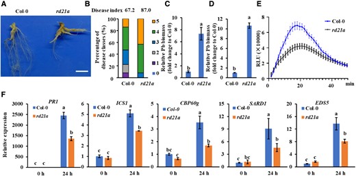 Rd21a mutants exhibit susceptibility to pathogens and reduced levels of immunity. A) Phenotype of Col-0 and rd21a at 21 d after P. brassicae inoculation. Bar: 1 cm. B) Disease index of Col-0 and rd21a. The percentages of plants in the individual disease classes are shown; Col-0 and rd21a used 35 to 40 plants for analysis. C, D) Quantification of P. brassicae content in diseased roots of Arabidopsis by qPCR, and the vertical coordinates indicate the multiplicity of P. brassicae content in different lines relative to Col-0. The relative biomass of P. brassicae is represented by the content of the P. brassicae ACTIN gene relative to that of the Arabidopsis ACTIN2 gene C) and the content of the P. brassicae DC1 gene relative to that of the Arabidopsis GAPDH gene D). n = 3 biological replicates. A significant difference was determined by Student's t-test (2-tailed). Different letters (a and b) indicate significant differences. Data are shown as mean ± Sd. E) Chitin-induced ROS burst is suppressed in rd21a mutant. The values represent means ± Se. n = 16 biological replicates. F) Induction of salicylate pathway genes was compromised in rd21a mutant. Leaves of 4-wk-old plants were infiltrated with 20-μg/mL chitin for 24 h. Data were normalized to ACTIN2 expression in qPCR analysis. Statistical analysis was performed by 1-way ANOVA with Kruskal–Wallis test (significance set at P ≤ 0.05). Different letters (a, b, and c) indicate significant differences. n = 3 biological replicates; data are shown as mean ± Sd. Experiments in Fig. 6 were repeated 3 times with similar results.