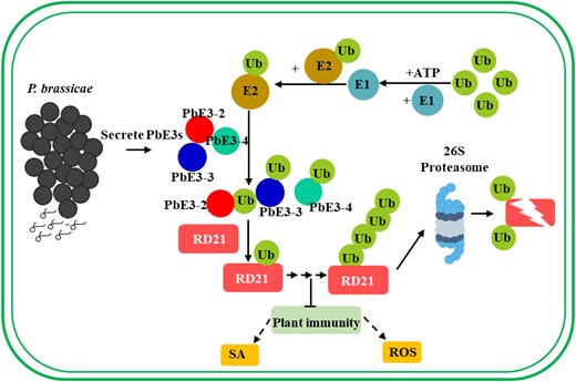 Working model of the mechanism for PbE3 to regulate plant immunity. E3 ubiquitin ligases secreted by P. brassicae directly target host cysteine protease RD21, leading to its degradation via the ubiquitin–proteasome pathway. Degradation of RD21, a positive regulator of plant immunity, leads to a reduction in the level of plant immunity and promotes infestation of P. brassicae. ROS, reactive oxygen species; SA, salicylic acid; Ub, ubiquitin.
