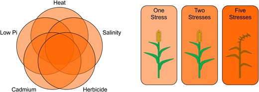 MFSC negatively affects crop performance when multiple low-level stresses are applied simultaneously. One (light orange) or two (medium orange) low-level stresses such as heat, salinity, herbicide, cadmium, and low phosphate (Pi) do not affect crop performance. When the same low-level stresses are applied together (dark orange), plant height, growth rate, biomass, and survivability are significantly compromised.