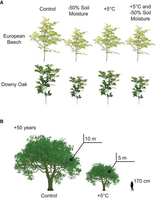 Individual and combined stress affect tree height. A) Visual representation of the change in overall tree height after 3 years under various stressors. Overall height is based on reported beginning tree height and change in height increment (Didion-Gency et al. 2023). B) Representation of oak tree height after 50 years grown under chronic warming conditions. Tree height extrapolated from reported results (Didion-Gency et al. 2023).
