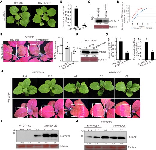 Silencing of TCTP gene inhibited PVY infection in N. benthamiana. A) The phenotype of N. benthamiana plants infected with TRV-NbTCTP or TRV-GUS was photographed at 12 dpi. B) The relative expression levels of NbTCTP in TRV-NbTCTP–inoculated and mock-inoculated N. benthamiana plants were determined through RT-qPCR. The data represented the means ± Sd from 3 biological replicates and 3 technical replicates. Statistical significance between the 2 treatments was determined using Duncan's multiple-range test. Different letters represented significant differences (P < 0.05). C) Western blot analysis of the TCTP accumulation levels in N. benthamiana plants systematically infected with TRV-NbTCTP or TRV-GUS at 12 dpi using a TCTP-specific antibody. The Rubisco large subunit protein was used as a loading control. Protein band intensities were measured using the ImageJ software. Numbers indicated the accumulation levels of TCTP normalized to Rubisco staining. D) Incidence of plants with GFP fluorescence at various days post PVY-GFP inoculation. The error bars represented the means ± Sd from 3 independent experiments and each treatment had 10 plants. E) The phenotype of PVY-GFP in TCTP-silenced and mock-inoculated N. benthamiana plants. The plants were photographed under UV illumination at 4 d post PVY-GFP inoculation. The GFP fluorescence intensity derived from PVY-GFP as shown in dotted rectangle regions was measured using the ImageJ software. The bar graphs represented the means ± Sd (n = 10). Statistical significance between the 2 treatments was determined using Duncan's multiple-range test. Different letters represented significant differences (P < 0.05). F) The accumulation levels of PVY-GFP in the TCTP-silenced and mock-inoculated N. benthamiana plants at 4 dpi. The Rubisco large subunit protein was used as a loading control. Band intensities were measured using the ImageJ software. Numbers indicated the accumulation levels of PVY CP normalized to Rubisco staining. G) Accumulation levels of PVY-GFP replicon (referred to as PVYrep-GFP thereafter) genomic (+) and minus-strand (−) RNAs in the TRV-NbTCTP–inoculated or the TRV-GUS–inoculated plants were determined through RT-qPCR. The error bars represented the means ± Sd from 3 biological replicates and 3 technical replicates. Statistical significance between the 2 treatments was determined using Duncan's multiple-range test. Different letters represented significant differences (P < 0.05). H) The phenotype of PVY-GFP in N. tabacum TCTP-knockdown (NtTCTP-KD) and overexpression (NtTCTP-OE) transgenic lines. The plants were photographed under UV illumination at 5 d post PVY-GFP inoculation. I and J) The protein levels of TCTP in the transgenic N. tabacum plants, and the accumulation levels of CP in the leaves systematically infected with PVY-GFP were determined through Western blot assay using a TCTP-specific or CP-specific antibody. The Rubisco large subunit protein was used as a loading control. Protein band intensities were measured using the ImageJ software. Numbers indicated the accumulation levels of TCTP and PVY CP normalized to Rubisco staining, and the WT band in each was set to 1. The experiments were repeated 3 times independently.