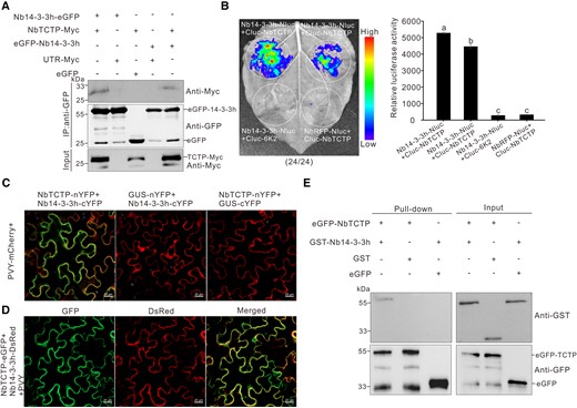 Nb14-3-3h can interact with NbTCTP in vivo and in vitro. A) Co-IP analysis of the interaction between Nb14-3-3h and NbTCTP. The N. benthamiana leaf tissues expressing proteins were harvested at 3 dpi. Total proteins were extracted and immunoprecipitated with GFP-Trap beads. The immunoprecipitated protein (IP) and input samples were analyzed through Western blot assay using a GFP-specific or Myc-specific antibody. B) LCI analysis of the interaction between Nb14-3-3h and NbTCTP at 2 dpi. The N. benthamiana leaves were infiltrated with various Agrobacterium cultures, as indicated in the figure. The combinations of Nb14-3-3h-Nluc and Cluc-6K2 or Ring finger protein-Nluc and Cluc-NbTCTP were controls. The dotted circles indicated the infiltrated regions. The numbers represented the ratio of leaves with similar phenotypes as shown in the picture to the total number of leaves in 3 experiments. Quantification of luciferase activity from various infiltrated N. benthamiana leaf patches as shown in dotted circle regions using ImageJ software. The results were presented as the means ± Sd from 3 biological replicates. Statistical significance was determined using Duncan's multiple-range test. Different letters represented significant differences (P < 0.05). C) BiFC assay showed that Nb14-3-3h interacted with NbTCTP in N. benthamiana leaves systematically infected with PVY. The mCherry fluorescence was used to monitor the virus infection. The GFP fluorescence indicated the interaction signal. NbTCTP-nYFP and Nb14-3-3h-cYFP were coexpressed in the symptomatic leaves 5 d after PVY-mCherry inoculation, and the infiltrated leaves were examined under a confocal microscope at 2 dpi. Scale bars = 20 μm. D) Confocal images of N. benthamiana leaf cells coexpressing NbTCTP-eGFP, Nb14-3-3h-DsRed, and PVY at 3 dpi. Scale bars = 20 μm. E) Pull-down assay showed the interaction between Nb14-3-3h and NbTCTP. GST-Nb14-3-3h, GST, eGFP-NbTCTP, and eGFP were purified from Rosetta (DE3), mixed in various combinations, and immunoprecipitated with GFP-Trap beads. The IP and input samples were then analyzed through Western blot assay using a GFP-specific or GST-specific antibody.