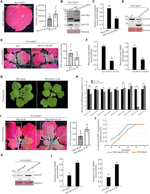 Overexpression of Nb14-3-3h–suppressed PVY infection. A) PVY-GFP infection sites at 4 dpi in the presence of Nb14-3-3h-Myc in one half of the leaf and of Rluc-Myc in the other half. The area of PVY-GFP infection sites was analyzed using the ImageJ software. The bar graph represented the means ± Sd, and n represented the number of leaves in each experiment (n = 14). Statistical significance between the 2 treatments was determined using Duncan's multiple-range test. Different letters represented significant differences (P < 0.05). B) Analysis of the Nb14-3-3h and virus accumulation levels through Western blot assay using a Myc-specific or CP-specific antibody. The Rubisco large subunit protein was used as a loading control. Protein band intensities were measured using the ImageJ software. Numbers indicated the accumulation levels of PVY CP normalized to Rubisco staining, and the left band was set to 1. C) Determination of the PVY RNA accumulation levels through RT-qPCR. The results were presented as the means ± Sd from 3 biological replicates and 3 technical replicates. Statistical significance between the 2 treatments was determined using Duncan's multiple-range test. Different letters represented significant differences (P < 0.05). D) Western blot analysis of PVY and Nb14-3-3h accumulation levels in wild-type and Nb14-3-3h overexpression plants as shown in E). The Rubisco large subunit protein was used to show sample loading. Protein band intensities were measured using the ImageJ software. Numbers indicated the accumulation levels of PVY CP normalized to Rubisco staining, and the left band was set to 1. E) GFP fluorescence in PVY-GFP infected wild-type and Nb14-3-3h-OE transgenic N. benthamiana plants. The plants were photographed at 5 d post PVY-GFP inoculation. The GFP fluorescence intensity derived from PVY-GFP as shown in dotted rectangle regions was measured using the ImageJ software. The bar graphs represented the means ± Sd (n = 10). Statistical significance between the 2 treatments was determined using Duncan's multiple-range test. Different letters represented significant differences (P < 0.05). F) Analysis of PVYrep-GFP genomic (+) and minus-strand (−) RNA accumulation levels in wild-type and Nb14-3-3h-OE plants. The bar graphs represented the means ± Sd from 3 biological replicates and 3 technical replicates. Statistical significance between the 2 treatments was determined using Duncan's multiple-range test. Different letters represented significant differences (P < 0.05). G) The phenotype of Nb14-3-3h–silenced (TRV-Nb14-3-3h) and nonsilenced (TRV-GUS) plants at 12 dpi. H) Analysis of different Nb14-3-3 isoform expression levels in the Nb14-3-3h–silenced (TRV-Nb14-3-3h) and nonsilenced (TRV-GUS) plants through RT-qPCR. Total RNA was isolated from systematically infected leaves at 12 dpi. The RT-qPCR analysis was done using gene-specific primers. The error bars indicated the means ± Sd of 3 biological replicates and 3 technical replicates, and statistical significance between the 2 treatments was determined using paired Student's t-test: *P < 0.05, **P < 0.01, ***P < 0.001. I) GFP fluorescence in the PVY-GFP infected Nb14-3-3h–silenced or nonsilenced N. benthamiana plants. The plants were photographed at 5 d post PVY-GFP inoculation. The GFP fluorescence intensity derived from PVY-GFP as shown in dotted rectangle regions was measured using the ImageJ software. The bar graphs represented the means ± Sd (n = 10). Statistical significance between the 2 treatments was determined using Duncan's multiple-range test. Different letters represented significant differences (P < 0.05). J) Incidence of plants showing GFP fluorescence at 3, 4, 5, and 6 d post PVY-GFP inoculation. Error bars indicated mean ± Sd from 3 independent experiments, and each treatment had 10 plants. K) Western blot analysis of PVY CP accumulation levels in the TRV-Nb14-3-3h–inoculated or TRV-GUS–inoculated plants at 5 dpi. The Rubisco large subunit protein was used as a loading control. Band intensities were measured using the ImageJ software. Numbers indicated the accumulation levels of PVY CP normalized to Rubisco staining. L) Analysis of PVYrep-GFP (+) and (−) RNA accumulation levels in the TRV-Nb14-3-3h–inoculated and the TRV-GUS–inoculated plants. The results were presented as the means ± Sd from 3 biological replicates and 3 technical replicates. Statistical significance between the 2 treatments was determined using Duncan's multiple-range test. Different letters represented significant differences (P < 0.05).