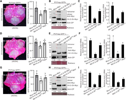 The mutations of QQR, S63E, and Y89Q influenced the antiviral function of Nb14-3-3h. A, D, and G) PVYrep-GFP fluorescence in the N. benthamiana leaf patches transiently overexpressing Nb14-3-3h-Myc, 3 dimerization mutants (Nb14-3-3hQQR-Myc, Nb14-3-3hS63E-Myc, and Nb14-3-3hY89Q-Myc, respectively), and Rluc-Myc. The leaves were photographed 5 d post PVYrep-GFP inoculation, and dotted circles indicated the infiltrated regions. The numbers below images represented the ratio of leaves with similar phenotypes as shown in the figure to the total number of leaves in 3 experiments. The GFP fluorescence intensity derived from PVYrep-GFP as shown in dotted circle regions was measured using the ImageJ software. The bar graphs represented the means ± Sd (n = 10). Statistical significance was determined using Duncan's multiple-range test. Different letters represented significant differences (P < 0.05). B, E, and H) Total proteins were extracted from leaf patches and analyzed for Nb14-3-3h and virus accumulation levels through Western blot assay using a Myc-specific or CP-specific antibody. The Rubisco large subunit protein was used as a loading control. Protein band intensities were measured using the ImageJ software. Numbers indicated the accumulation levels of PVY CP normalized to Rubisco staining, and the left band was set to 1. C, F, and I) Total RNAs were extracted from the leaf patches shown in A), D), and G) and analyzed for PVY (+) and (−) RNA accumulation levels through RT-qPCR. The results were presented as the means ± Sd from 3 biological replicates and 3 technical replicates. Statistical significance was determined using Duncan's multiple-range test. Different letters represented significant differences (P < 0.05).
