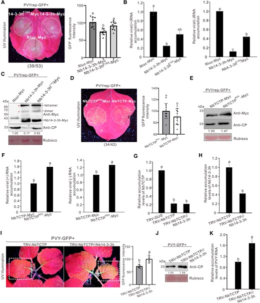 Nb14-3-3h restricted PVY infection via sequestering NbTCTP. A) PVYrep-GFP fluorescence in the N. benthamiana leaf patches transiently overexpressing Nb14-3-3h-Myc and Nb14-3-3hE16A-Myc. Nb14-3-3h-Myc, Nb14-3-3hE16A-Myc, and Rluc-Myc were individually transiently overexpressed in N. benthamiana leaf patches through agro-infiltration. Three days later, these infiltrated leaves were inoculated again with PVYrep-GFP and photographed 4 d post–PVYrep-GFP inoculation. The dotted circles indicated the PVYrep-GFP infiltrated regions. The numbers below the image represented the ratio of leaves with similar phenotypes as shown in the figure to the total number of leaves in 3 experiments. The GFP fluorescence intensity derived from PVYrep-GFP as shown in the dotted circle regions was measured using the ImageJ software. The bar graphs represented the means ± Sd (n = 10). Statistical significance between the 3 treatments was determined using Duncan's multiple-range test. Different letters represented significant differences (P < 0.05). B) Accumulation levels of PVY (+) and (−) RNAs in infiltrated N. benthamiana leaf patches as shown in A) were analyzed through RT-qPCR. The error bars represented the means ± Sd from 3 biological replicates and 3 technical replicates. Statistical significance between the 3 treatments was determined using Duncan's multiple-range test. Different letters represented significant differences (P < 0.05). C) Analysis of Nb14-3-3hE16A-Myc and PVY CP accumulation levels through Western blot assay with a Myc-specific or CP-specific antibody. The Rubisco large subunit protein was used as a loading control. Protein band intensities were measured using the ImageJ software. Numbers indicated the accumulation levels of PVY CP normalized to Rubisco staining, and the left band was set to 1. D) GFP fluorescence derived from PVYrep-GFP in N. benthamiana leaves expressing NbTCTP-Myc or NbTCTPI65A-Myc. The numbers below the image represented the ratio of leaves with similar phenotypes as shown in the figure to the total number of leaves in 3 experiments. The GFP fluorescence intensity as shown in the dotted circle regions was measured using ImageJ software. The bar graphs represented the means ± Sd (n = 10). Statistical significance between the 2 treatments was determined using Duncan's multiple-range test. Different letters represented significant differences (P < 0.05). E) Analysis of the NbTCTP and PVY CP accumulation levels through Western blot assay with a Myc-specific or CP-specific antibody. The Rubisco large subunit protein was used as a loading control. Protein band intensities were measured using the ImageJ software. Numbers indicated the accumulation levels of PVY CP normalized to Rubisco staining. F) RT-qPCR analysis of the accumulation levels of PVY (+) and (−) RNAs in infiltrated N. benthamiana leaf patches as shown in D). The error bars represented the means ± Sd from 3 biological replicates and 3 technical replicates. Statistical significance between the 2 treatments was determined using Duncan's multiple-range test. Different letters represented significant differences (P < 0.05). G and H) RT-qPCR analysis of the relative accumulation levels of NbTCTPG) or Nb14-3-3hH) in the systematic leaves infected with TRV-NbTCTP and TRV-NbTCTP//Nb14-3-3h at 12 dpi. The error bars represented the means ± Sd from 3 biological replicates and 3 technical replicates. Statistical significance was determined using Duncan's multiple-range test. Different letters represented significant differences (P < 0.05). I) GFP fluorescence of NbTCTP-silenced and NbTCTP//Nb14-3-3h–silenced plants was photographed at 5 d post challenge inoculation with PVY-GFP under UV illumination. The GFP fluorescence intensity as shown in dotted rectangle regions was measured using ImageJ software. The bar graphs represented the means ± Sd (n = 10). Statistical significance between the 2 treatments was determined using Duncan's multiple-range test. Different letters represented significant differences (P < 0.05). J) Western blot analysis of the PVY CP accumulation levels in NbTCTP-silenced or NbTCTP//Nb14-3-3h–silenced plants. The Rubisco large subunit protein was used as a loading control. Protein band intensities were measured using the ImageJ software. Numbers indicated the accumulation levels of PVY CP normalized to Rubisco staining, and the left band was set to 1. K) RT-qPCR analysis of the accumulation levels of PVY RNA in NbTCTP-silenced or NbTCTP//Nb14-3-3h–silenced plants. The error bars represented the means ± Sd from 3 biological replicates and 3 technical replicates. Statistical significance between the 2 treatments was determined using Duncan's multiple-range test. Different letters represented significant differences (P < 0.05).