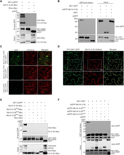 PVY 6K1 interacted with Nb14-3-3h. A) Co-IP analysis of the interaction between 6K1 and Nb14-3-3h. The 6K1-eGFP was coexpressed with Nb14-3-3h-Myc in N. benthamiana leaves, and the infiltrated leaves were harvested at 3 dpi. Total proteins were extracted and immunoprecipitated with GFP-Trap beads from individual samples followed by protein gel analysis using a GFP-specific or Myc-specific antibody. B) Analysis of the interaction between 6K1 and Nb14-3-3h in vitro. Purified eGFP-Nb14-3-3h and eGFP were coincubated with 6K1-GST or GST in different combinations. After being immunoprecipitated with GST-Trap beads, the precipitate was analyzed through Western blot using a GFP-specific or GST-specific antibody. C) BiFC analysis of the interaction between Nb14-3-3h and 6K1 in N. benthamiana leaves systematically infected with PVY-mCherry. Nb14-3-3h-nYFP and CUS-cYFP or GUS-nYFP and 6K1-cYFP were coexpressed as negative controls. The mCherry fluorescence was used to monitor the virus infection. The infiltrated leaves were examined under a confocal microscope at 2 dpi. The experiments were repeated 3 times independently with similar results. Scale bars = 20 μm. D) Confocal images showed that Nb14-3-3h-DsRed colocalized with 6K1-GFP. The Agrobacterium culture harboring Nb14-3-3h-DsRed was inoculated to the PVY-6K1-GFP systematically infected leaves, and the pictures were taken at 2 dpi. Scale bars = 20 μm. The second row showed a magnification of dotted rectangle regions in the first row. E) Co-IP analysis of the interaction between 6K1-eGFP and Nb14-3-3hS63E-Myc, Nb14-3-3hQQR-Myc, or Nb14-3-3hY89Q-Myc. The N. benthamiana leaf tissues coexpressing various combinations of proteins were harvested at 3 dpi. Total proteins were extracted and immunoprecipitated with GFP-Trap beads. The input and IP samples were then analyzed through Western blot assay using a Myc-specific or GFP-specific antibody. F) GST pull-down analysis of the interaction between 6K1 and 3 dimerization defective mutants. Purified 6K1-GST or GST was incubated with eGFP-Nb14-3-3h, eGFP-Nb14-3-3hS63E, eGFP-Nb14-3-3hQQR, eGFP-Nb14-3-3hY89Q, or eGFP. After immunoprecipitation with GST-Trap beads, the IP and input samples were analyzed through Western blot assay using a GST or GFP antibody.