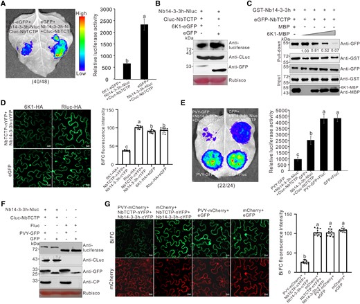 PVY 6K1 can interfere with the interaction between Nb14-3-3h and NbTCTP. A) LCI assay showed the effect of 6K1 on Nb14-3-3h-NbTCTP interaction. The N. benthamiana leaves were infiltrated with Agrobacterium cultures harboring different combinations and then photographed at 2 dpi. The dotted circles indicated the infiltrated regions. The numbers below the image represented the ratio of leaves with similar phenotypes as shown in the figure to the total number of leaves in 3 experiments. Quantification of luciferase activity from various infiltrated N. benthamiana leaf patches as shown in dotted circle regions at 2 dpi. The error bars represented the means ± Sd from 3 biological replicates. The experiments were repeated 3 times with similar results, and the statistical significance was determined using Duncan's multiple-range test. Different letters represented significant differences (P < 0.05). B) Western blot analysis of the Nb14-3-3h-Nluc, Cluc-NbTCTP, and 6K1-eGFP expression levels using a luciferase-specific, CLuc-specific, or GFP-specific antibody. C) Pull-down analysis of the effect of 6K1 on Nb14-3-3h-NbTCTP interaction. Purified GST-Nb14-3-3h, eGFP-NbTCTP, MBP, and 6K1-MBP (diluted to 0, 10, 20, or 40 μg) were incubated in various combinations followed by immunoprecipitation using GST-Trap beads. The resulting IP and input samples were analyzed through Western blot assay using a GFP-specific, GST-specific, or MBP-specific antibody. Protein band intensities were measured using the ImageJ software. The second band was set to 1, and numbers indicated the GFP protein levels normalized to the second band. This experiment was repeated 3 times with similar results. D) BiFC assay showed the effect of 6K1 on Nb14-3-3h-NbTCTP interaction. NbTCTP-nYFP, Nb14-3-3h-cYFP, and 6K1-HA were coexpressed in N. benthamiana plants. Confocal images were taken at 2 dpi. Scale bars = 20 μm. The BiFC intensity according to YFP fluorescence was measured using the ImageJ software. The bar graphs represented the means ± Sd (n = 10). The statistical significance was determined using Duncan's multiple-range test. Different letters represented significant differences (P < 0.05). E) LCI analysis of the effect of 6K1 on the interaction between Nb14-3-3h and NbTCTP during PVY infection. The N. benthamiana leaves were photographed at 3 dpi. The numbers below the image represented the ratio of leaves with similar phenotype as shown in the figure to the total number of leaves in 3 experiments. Quantification of luciferase activity from various infiltrated N. benthamiana leaf patches as shown in dotted circle regions at 3 dpi. The error bars represented the means ± Sd from 3 biological replicates. The experiments were repeated 3 times with similar results, and the statistical significance was determined using Duncan's multiple-range test. Different letters represented significant differences (P < 0.05). F) Analysis of the protein expression levels through Western blot assay using a luciferase-specific, CLuc-specific, GFP-specific, or CP-specific antibody. G) BiFC assay showed the effect of PVY infection on Nb14-3-3h-NbTCTP interaction. NbTCTP-nYFP, Nb14-3-3h-cYFP, and PVY-mCherry were coexpressed in N. benthamiana plants. Confocal images were taken at 3 dpi. Scale bars = 20 μm. The intensity of BiFC according to YFP fluorescence (top row) was measured using the ImageJ software. The bar graphs represented means ± Sd (n = 10). The statistical significance was determined using Duncan's multiple-range test. Different letters represented significant differences (P < 0.05).