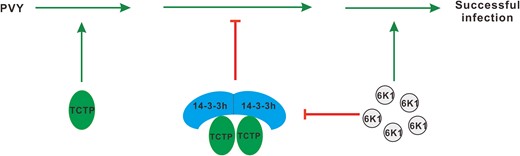 A proposed model for the role of 6K1 in regulating the 14-3-3h-TCTP complex to counteract antiviral defense. TCTP is a susceptibility factor for potyvirus infection. Upon virus infection, 14-3-3h is rapidly induced and mediates host antiviral defenses via sequestering TCTP. But, PVY 6K1 interferes with the interaction between 14-3-3h and TCTP to achieve successful virus infection. The green arrows represented promotion effect, and the red symbols indicated the inhibition effect.
