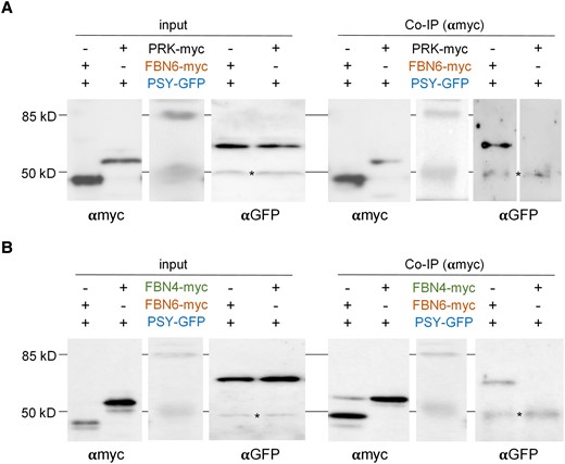 FBN6 and PSY can be immunoprecipitated together. N. benthamiana leaves were co-agroinfiltrated with the indicated combinations of proteins with C-terminal myc or GFP tags. Four days later, agroinfiltrated leaves were collected and used for protein extraction and analysis. Part of the protein extracts was used to test protein production (input) by immunoblot analyses with antibodies against myc (αmyc) or GFP (αGFP; asterisk marks the position of unspecific bands). The remaining protein extracts were used for co-immunoprecipitation (Co-IP) experiments using αmyc followed by immunoblot analyses with immunoblot analyses with αmyc (to confirm successful IP) and αGFP (to detect the presence of co-immunoprecipitated PSY-GFP protein). A) Experiment using the Calvin cycle enzyme PRK fused to the myc tag as a negative control. B) Experiment using the PG-associated FBN4 protein fused to the myc tag to test for the specificity of the FBN6-PSY interaction.