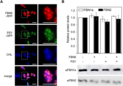 FBN6 and PSY co-localize in chloroplasts. N. benthamiana leaves were co-agroinfiltrated with constructs encoding FBN6-RFP and PSY-GFP, and 4 d later, samples were taken for confocal and immunoblot analyses. A) Representative confocal microscopy images of a leaf section transiently expressing the indicated fluorescent fusion proteins. All panels in the same column show the same field. RFP fluorescence is shown in the top panels, GFP fluorescence in the second row, and chlorophyll autofluorescence in the third row. Bottom panels show a merge of the 3 fluorescence channels. Right panels are a magnification of the area boxed in white in the left panels. Bars, 5 µm. B) Immunoblot analysis of the accumulation of FBNs identified using antibodies against Arabidopsis PG-associated FBN1a and FBN2 proteins in leaves expressing the indicated constructs or a GFP control (−/−). Quantification was made by relativizing each band intensity to the one obtained in the control. Representative results are shown in the lower panels. Barplot shows the mean ± Sd values of quantitative data from n = 3 leaves.