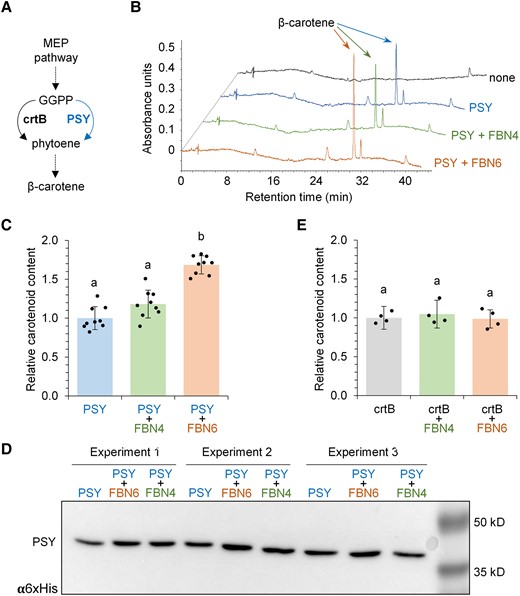 FBN6 enhances PSY activity. A)E. coli cells were transformed with constructs to produce β-carotene from precursors supplied by the endogenous methylerythritol 4-phosphate pathway when plant or bacterial (PSYs or crtB, respectively) were exogenously provided. GGPP, geranylgeranyl diphosphate. B) Representative HPLC chromatograms showing the carotenoids produced in cells co-transformed with constructs encoding PSY, FBN4 or/and FBN6. A control not expressing PSY or FBNs is also shown (marked as “none”). The main carotenoid product (β-carotene) is indicated. C) Total carotenoid levels in cells co-transformed with constructs encoding PSY, FBN4, or/and FBN6. D) Immunoblot analysis of the His-tagged PSY protein used in the assays. The blot shows the levels of the recombinant protein in 3 different experiments of the indicated combinations. E) Total carotenoid levels in cells expressing crtB instead of PSY together with FBN4 or FBN6. In C) and E), mean ± Sd are represented relative to carotenoid levels in samples with PSY (C, n = 9) or crtB (E, n = 4) alone; dots represent individual data points and letters represent statistically significant differences (P < 0.05) among means according to one-way ANOVA followed by post hoc Tukey's tests.