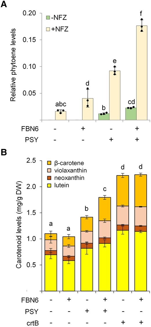 FBN6 promotes phytoene and downstream carotenoid production. N. benthamiana leaves were agroinfiltrated with the indicated constructs, and 4 d later, samples were taken for HPLC analysis of carotenoids. A GFP construct was used as a control. A) Phytoene levels in leaf samples either treated (+) or not (−) with NFZ 1 day after agroinfiltration with GFP, PSY, or/and FBN6 constructs. Values are represented relative to total carotenoid levels in untreated control leaves and they correspond to the mean ± Sd of n = 3 leaf samples. B) Levels of downstream carotenoids in untreated samples. DW, dry weight. Values correspond to the mean ± Sd of n = 3 leaf samples. In both plots, different letters represent statistically significant differences (P < 0.05) among means of total carotenoids according to one-way ANOVA followed by post hoc Tukey's tests. Supplemental Tables S2 and S3 show absolute values of carotenoid and chlorophyll levels.