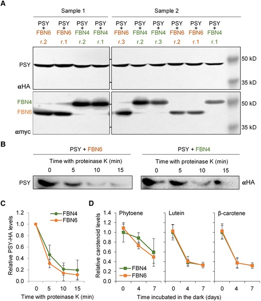FBN6 does not influence PSY or carotenoid accumulation. N. benthamiana leaves were co-agroinfiltrated with constructs to express combinations of myc-tagged FBN6 (or FBN4 as a control) with HA-tagged PSY (or crtB as a control), and 4 days later, samples were collected to prepare protein or pigment extracts. A) Immunoblot analysis of PSY-HA, FBN4-myc and FBN6-myc protein levels in several replicates (i.e. plants) from 2 different samples (i.e., experiments). B) Immunoblot analysis of PSY-HA protein in extracts additionally containing either FBN6-myc or FBN4-myc after incubation with proteinase K for the indicated times (minutes). C) Quantification of PSY-HA protein abundance in extracts treated with proteinase K as described in B). Mean ± Sd values of n = 3 independent experiments are represented relative to the starting levels, i.e. before incubation with the protease (Time 0). D) Carotenoid levels in N. benthamiana leaves co-expressing crtB together with either FBN6 or FBN4, cut from the plant and incubated in the dark for the indicated times (days). Mean ± Sd values of n = 3 independent experiments are represented relative to the starting levels, i.e. before placing the cut leaves in the dark (Day 0). The y-axis is the same for the 3 plots. Statistical analyses (2-way ANOVA) detected no significant differences (2-way ANOVA, P > 0.05) between FBN6 and FBN4 samples in the experiments shown in C) and D).
